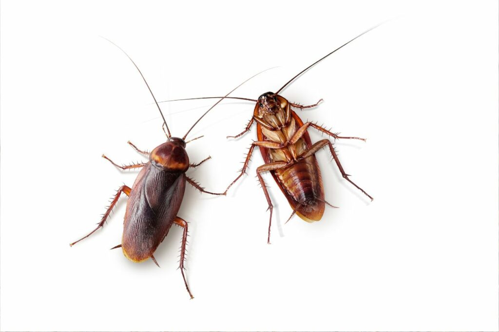 Wyglad karalucha plecy i brzuch
